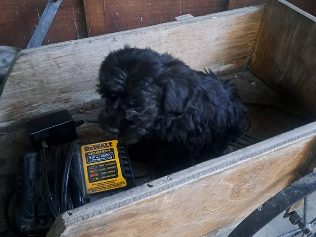 3 female and 1 male schnoodle puppies