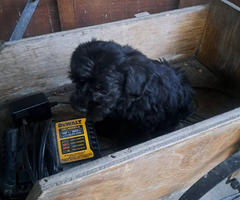 3 female and 1 male schnoodle puppies