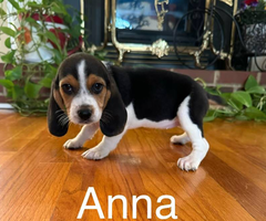 9-12 weeks old Beagle puppies needing new homes