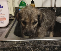 Cute great danoodles for sale