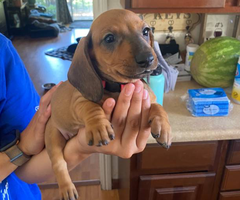 3 female standard dachshund puppies for sale
