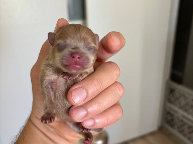 2 male Pomeranian puppies for sale