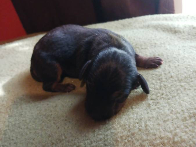 Black and Tan Mini Dachshunds for Sale