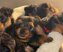 Purebred male Yorkie puppies for sale