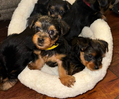 Purebred male Yorkie puppies for sale