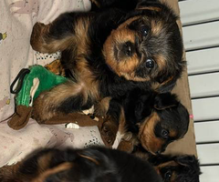 Purebred male Yorkie puppies for sale