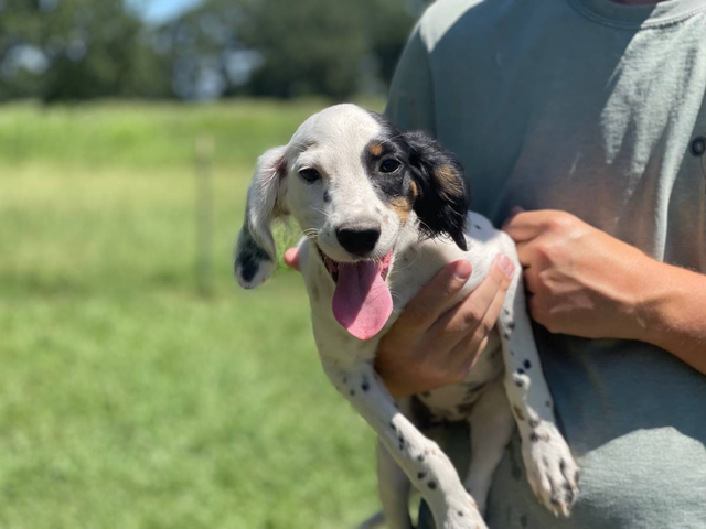 Field type English Setter puppies
