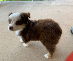 5 Toy Aussie puppies for sale