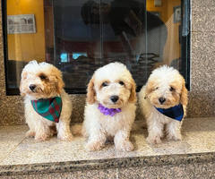 3 bichon poo puppies for sale