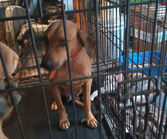 2 black mouth cur mix puppies availabe