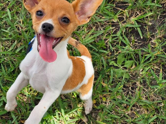 3 Papillon Chihuahua mix puppies for sale