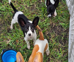3 Papillon Chihuahua mix puppies for sale