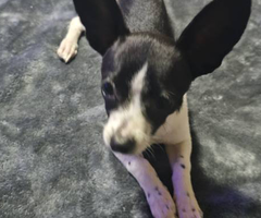 3 Papillon Chihuahua mix puppies for sale