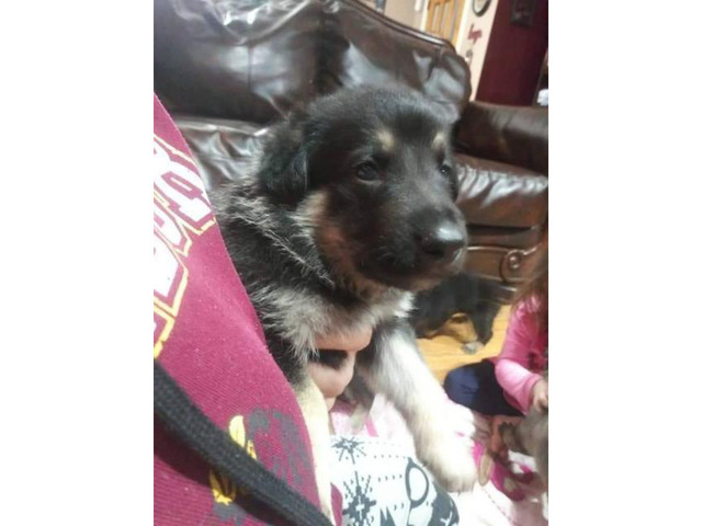 2 german shepherd puppies for sale