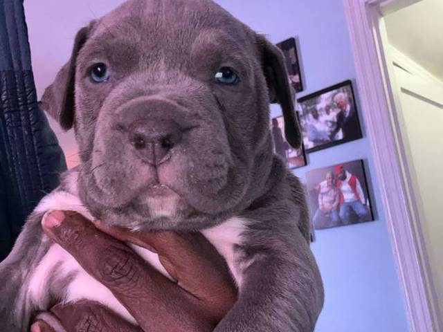 Purebred American Staffordshire Terrier puppies