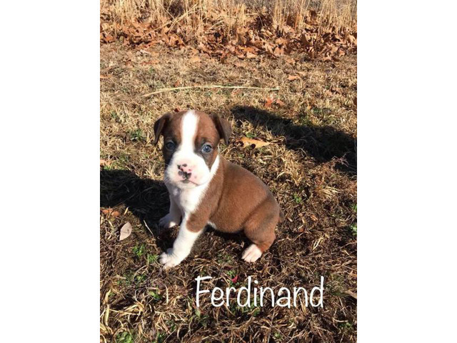 Sweet litter of AKC boxers