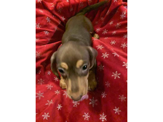 Gorgeous Dachshund puppies for sale