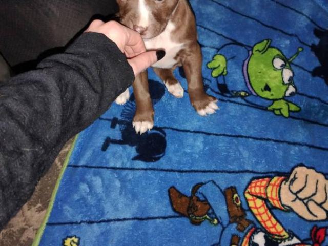 2 Pitbull puppies available