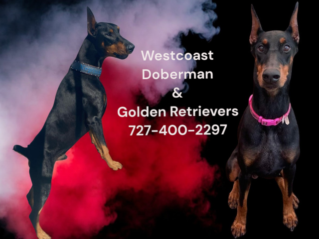Westcoast Doberman and golden retrievers
