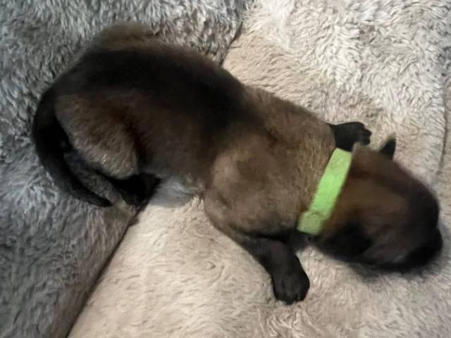 AKC registered Belgian Malinois puppies for Sale