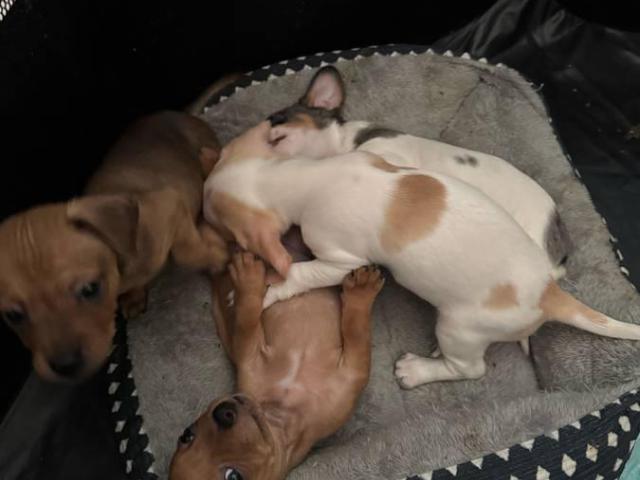 5 Chiweenie puppies for sale