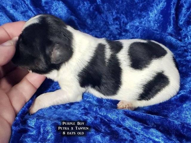 AKC Male Papillon puppies for sale