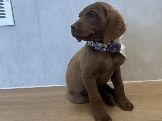 9 weeks old Chessie puppies