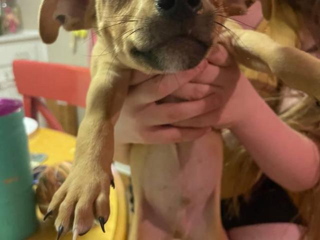 Chihuahua-Dachshund Mix Puppies for Rehoming
