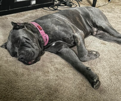 10 beautiful cane corso puppies for sale
