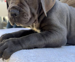 10 beautiful cane corso puppies for sale