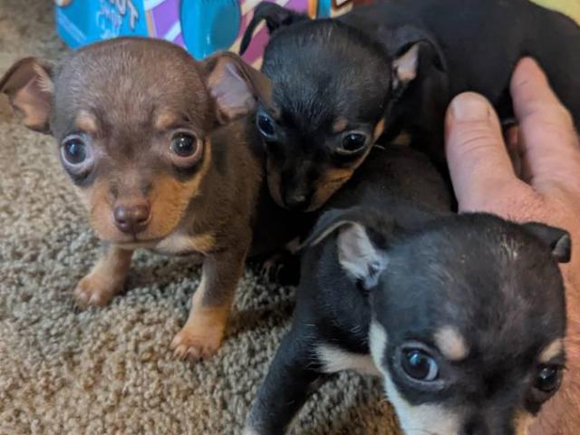 Male teacup Chihuahua applehead