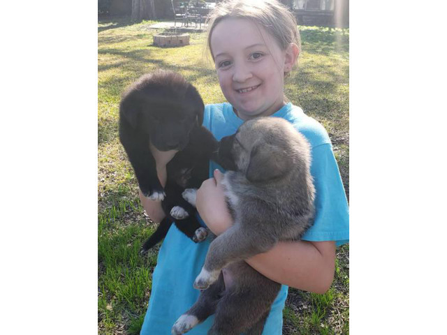 German Anatolian Shepherd Pups for Sale