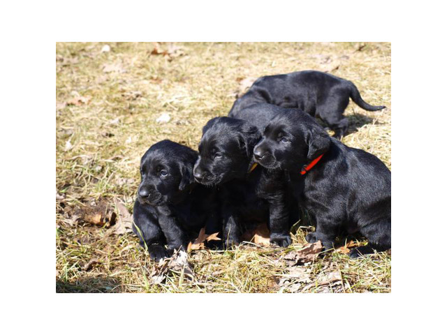 AKC Registered Black Lab Puppy for Sale