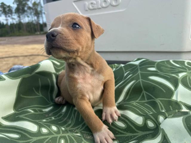 Bully/Pit Mix Puppies for Rehoming