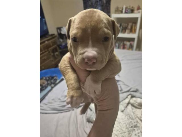 3 American Pitbull puppies
