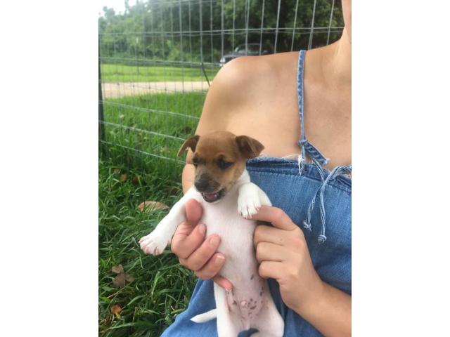 Rat Terrier boys and girls