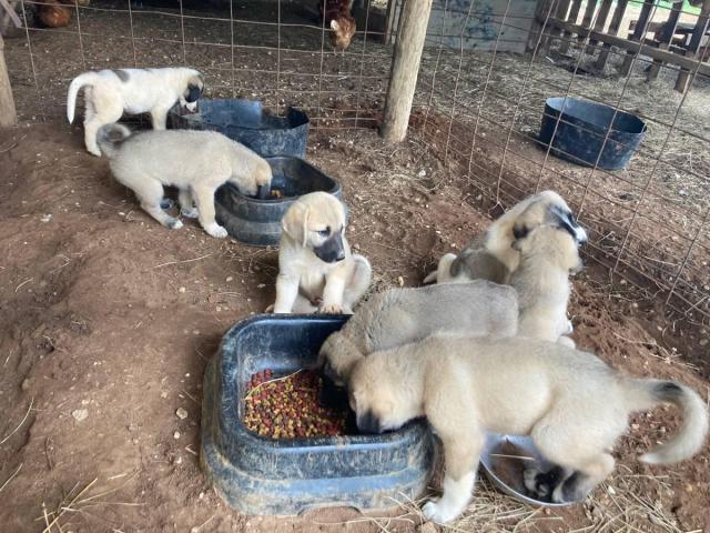 Full-blooded Anatolian Shepherd puppies