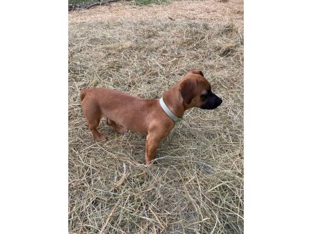 5 months old Chiweenie