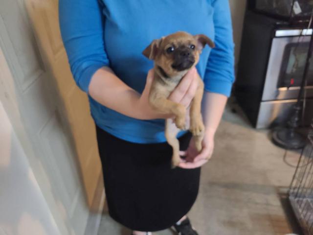 3 Chihuahua puppies $50 each