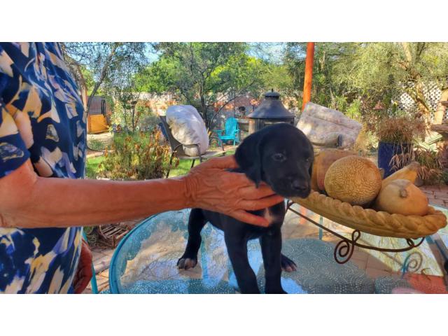 4 Golden Pointer Puppies Looking for Their Forever Families