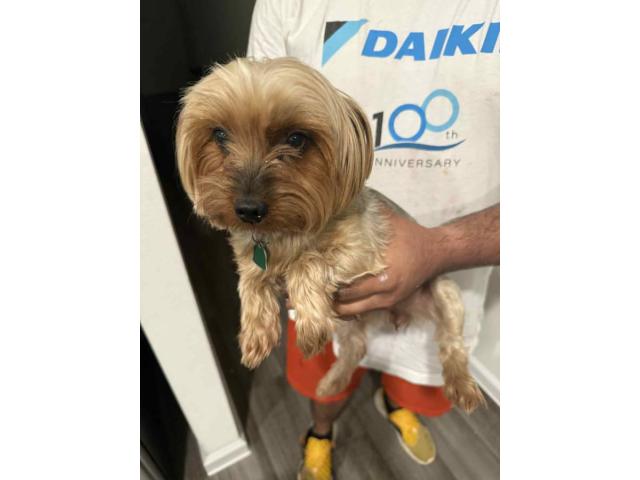 Rosie – Sweet Female Yorkie Looking for a Loving Home