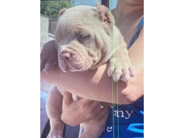 Lovely American pitbull puppies