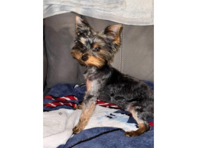 Purebred 7-Month-Old Male Yorkshire Terrier
