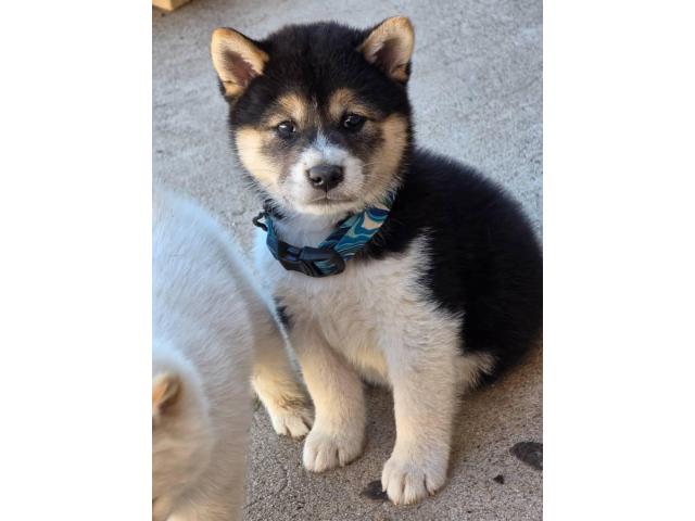 5 Shiba Inu boys looking for new families