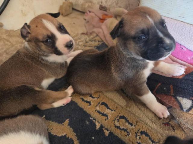 Pitbull Husky puppies $65 each