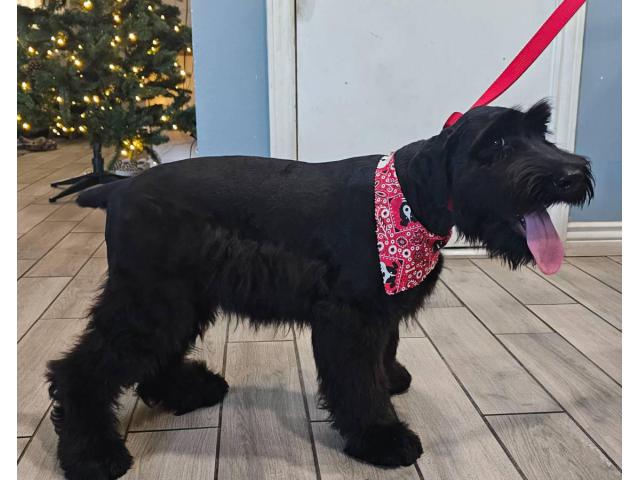3-Month-Old Female Giant Schnauzer puppy