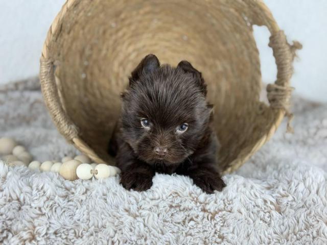 Gorgeous chocolate boy Yorkie puppy