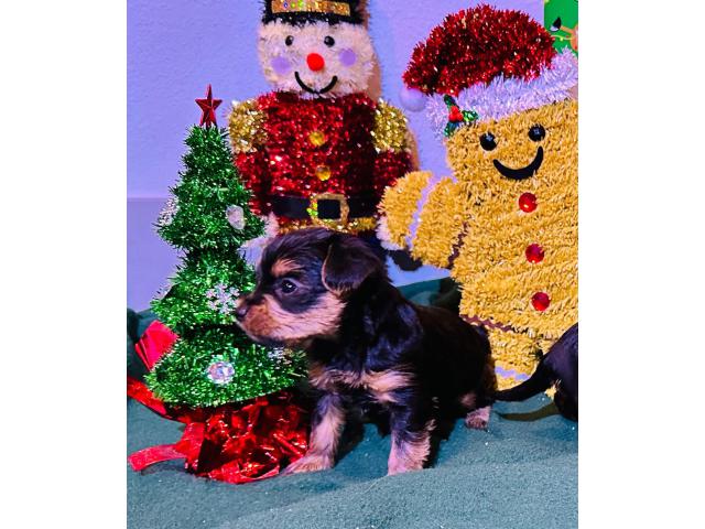 Adopt a Yorkie  puppy