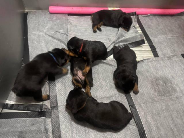 5 Purebred Rottweiler Puppies for sale