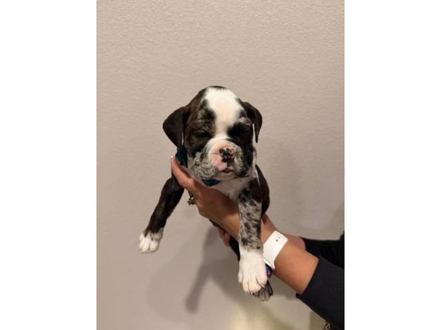 Olde English Bulldogge Puppies for Sale - ABKC Registered, Merle & Black